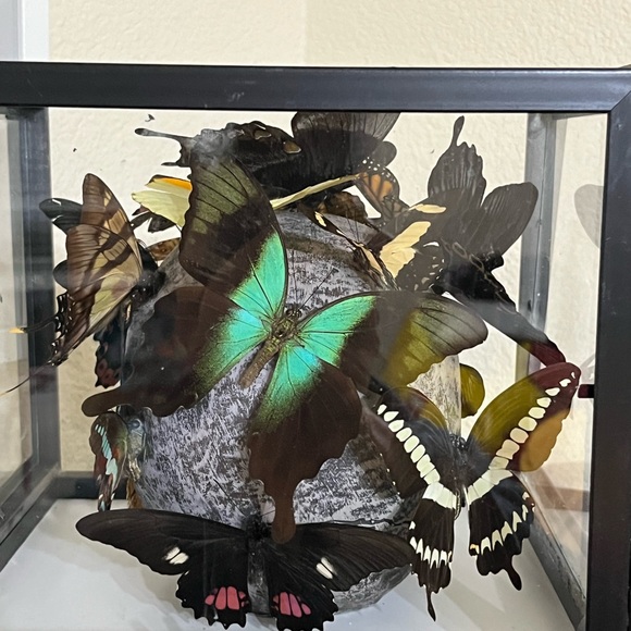 Skull sculpture with real butterflies, in 10”x8”x10” shadow box - Picture 8 of 11